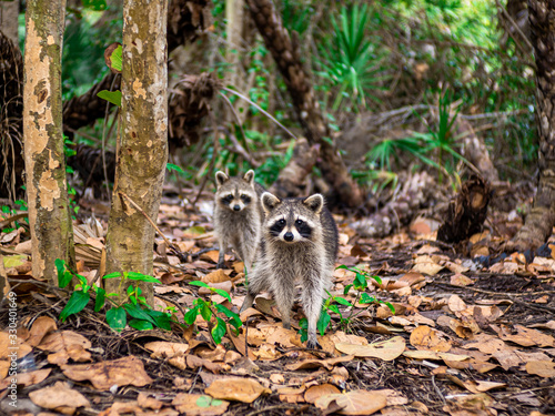 two Raccoons In the forest © Suh5pence