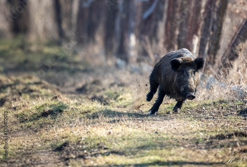 Εκτύπωση καμβά Black boar running through the forest under the sunlight with a blurry backgroun