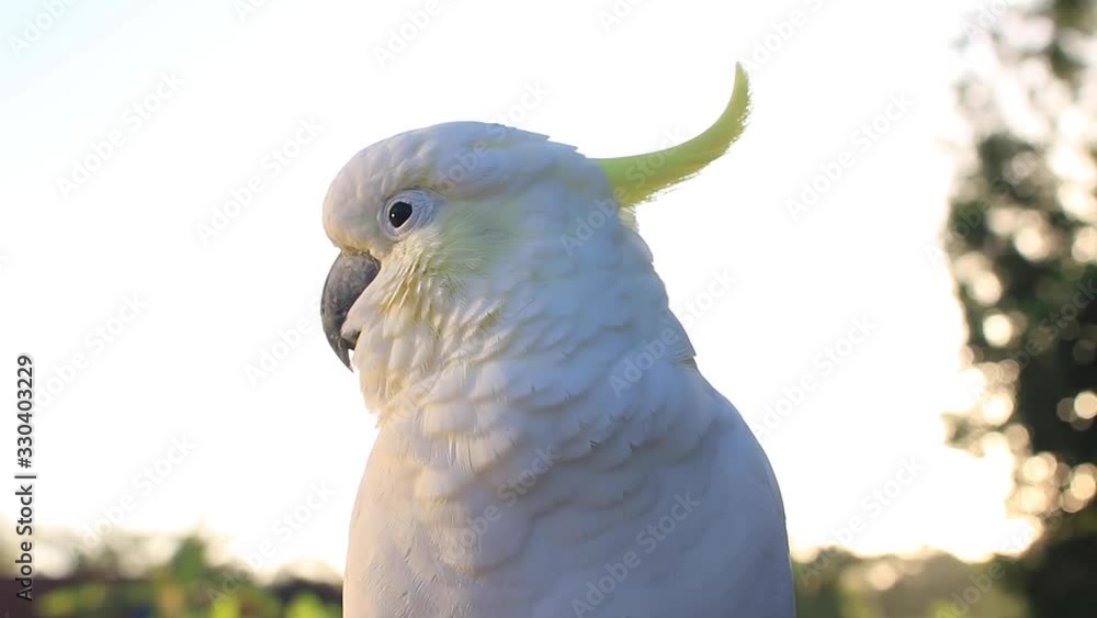 cockatoo one single parrot portrait video wildlife animal early morning in Queensland Australia cockatoo one single parrot portrait video wildlife animal early morning in Queensland Australia