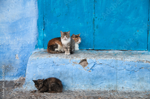 Stray cats in Chaouen, Morocco. © juanorihuela