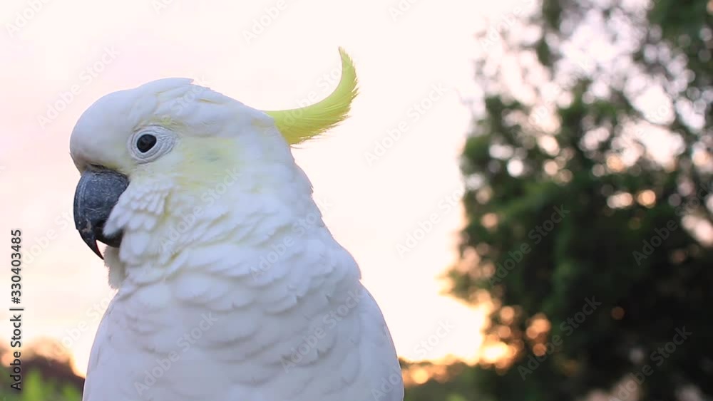 one cockatoo one single parrot portrait video wildlife animal early morning in Queensland Australia beautiful sky