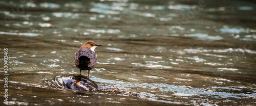 Fototapeta Naklejka Na Ścianę i Meble -  Bird sitting on a rock in a river, France, Haute Savoie, D3dec