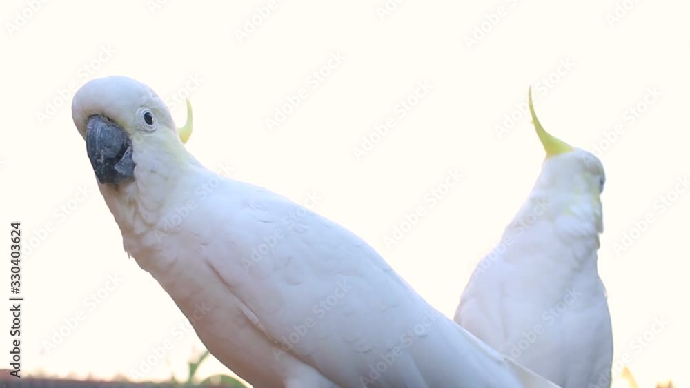cockatoo pare couple parrot video wildlife animal early morning in Queensland Australia cockatoo pare couple parrot video wildlife animal early morning in Queensland Australia