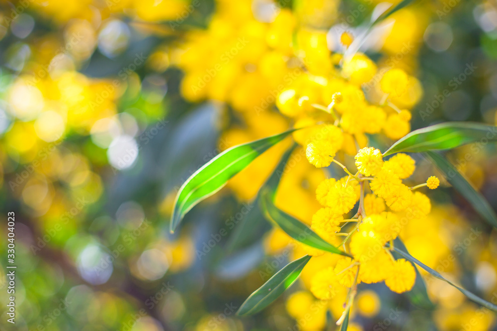 Obraz premium Mimosa, Acacia dealbata. Branch with yellow flowers.