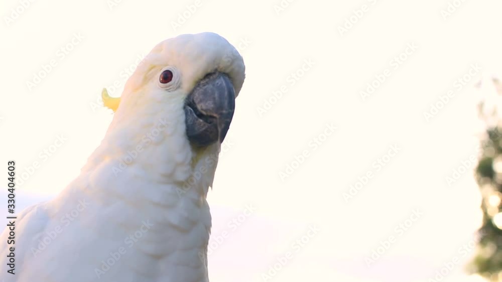 female cockatoo one single parrot portrait video wildlife animal early morning in Queensland Australia copy space female cockatoo one single parrot portrait video wildlife animal early morning in Queensland Australia copy space