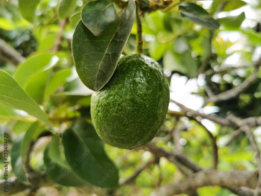 Close-up fresh avocado grow on the tree. Avocado fruit hanging on twig with green leaves background Close-up fresh avocado grow on the tree. Avocado fruit hanging on twig with green leaves background