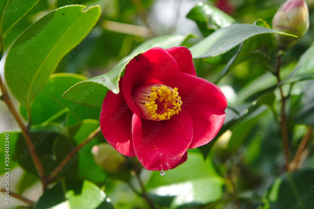 Fototapeta premium Drop form camellia