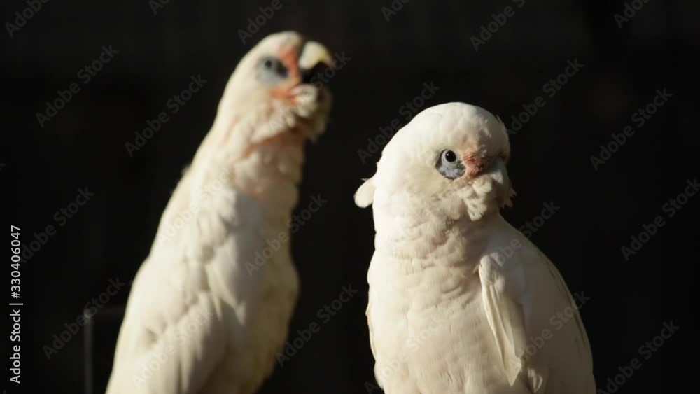 little corella bird two pare portrait of parrot morning Australia little corella bird two pare portrait of parrot morning Australia