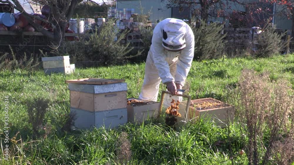 Bee, Bees, Beekeeper, Beekeeping. Amazing business of honey. Bee, Bees, Beekeeper, Beekeeping. Amazing business of honey.