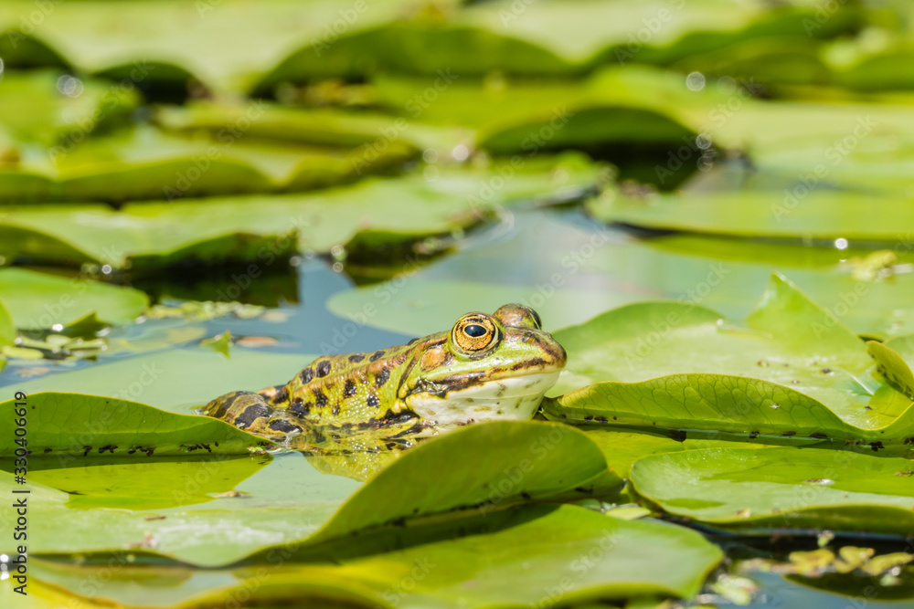 Frosch in Teich Frosch in Teich