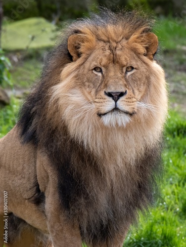Photography Closeup shot of a male lion in the jungle during daytime