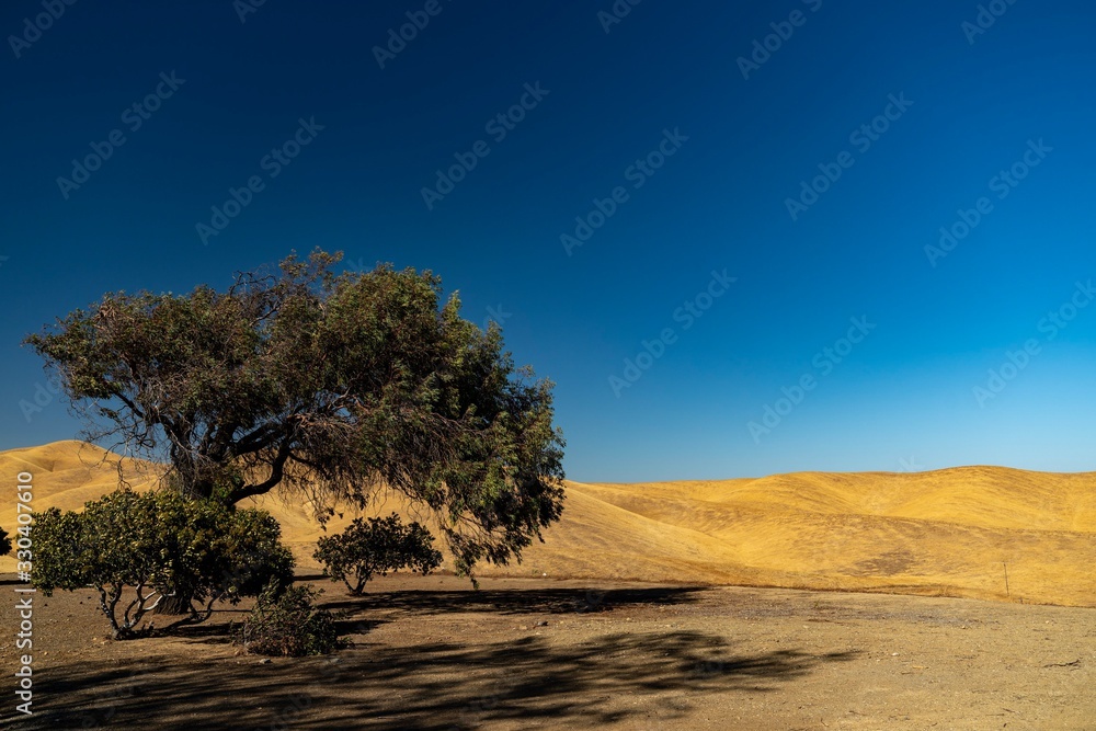Tree near the San Luis Reservoir, California Tree near the San Luis Reservoir, California