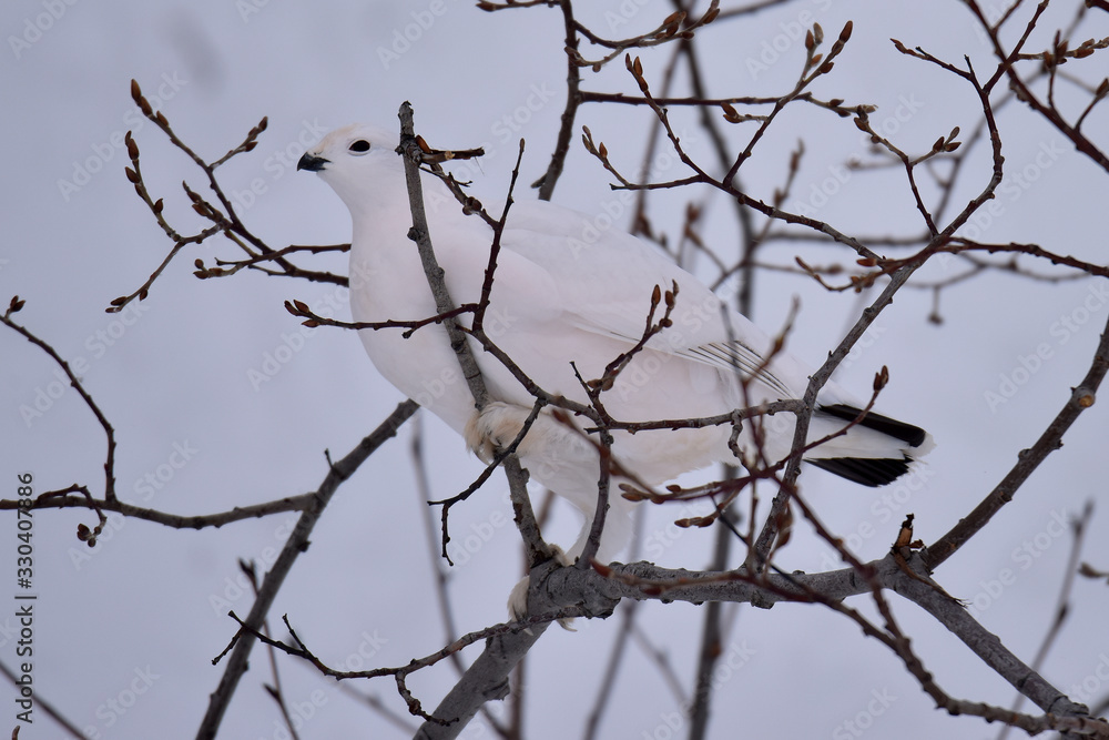 Willow ptarmigan are masters of winter disguise