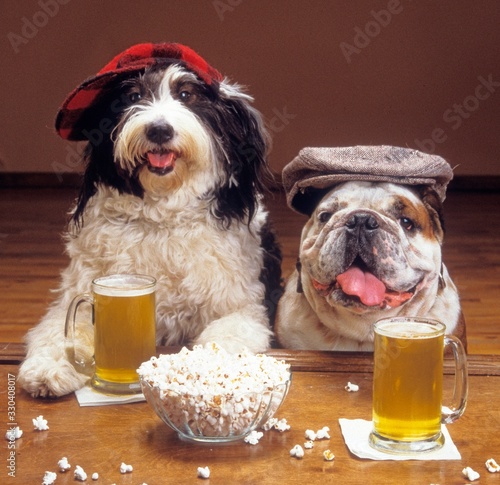 Photography Humorous shot of two funny dogs with hats sitting at the bar and drinking beer w
