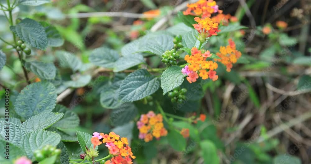 Beautiful little yellow and pink lantana camara flowers blooming in spring Beautiful little yellow and pink lantana camara flowers blooming in spring