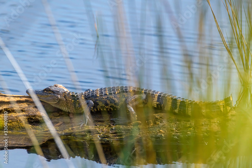 Juvenile alligator lying on a log photo