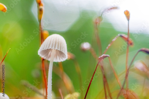  mushroom in the forest with blurred background © Walter