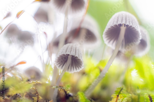  mushroom in the forest with blurred background