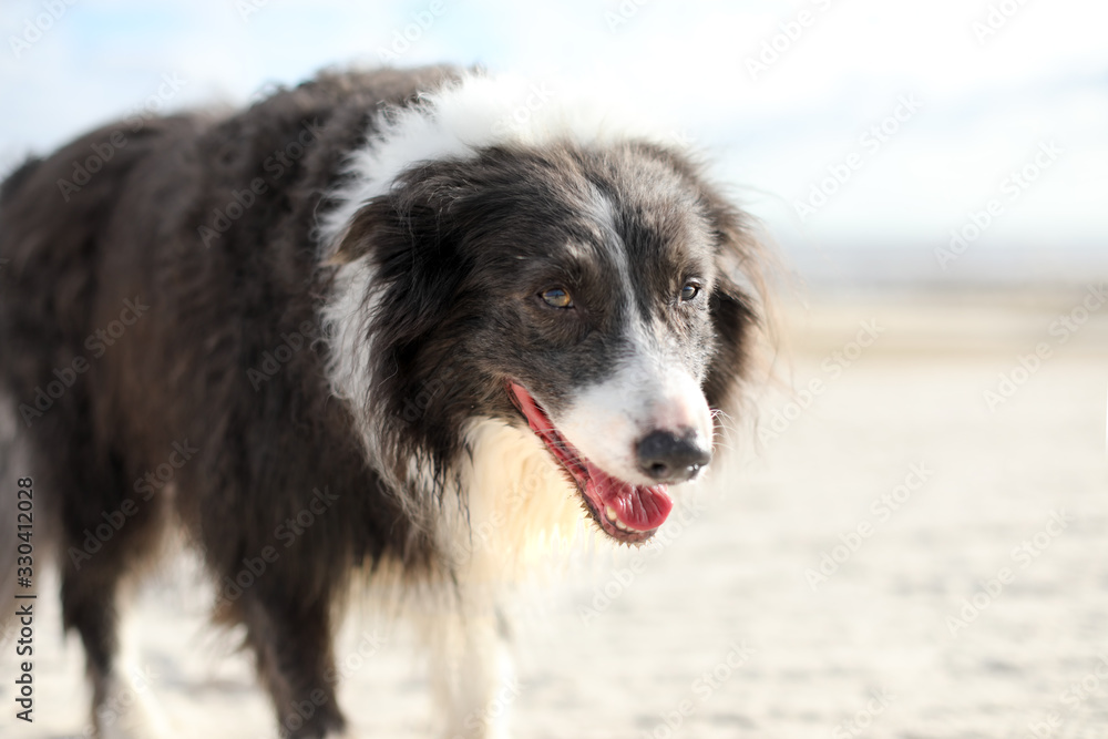 Tired border collie dog panting and walking on the beach looking at the camera.