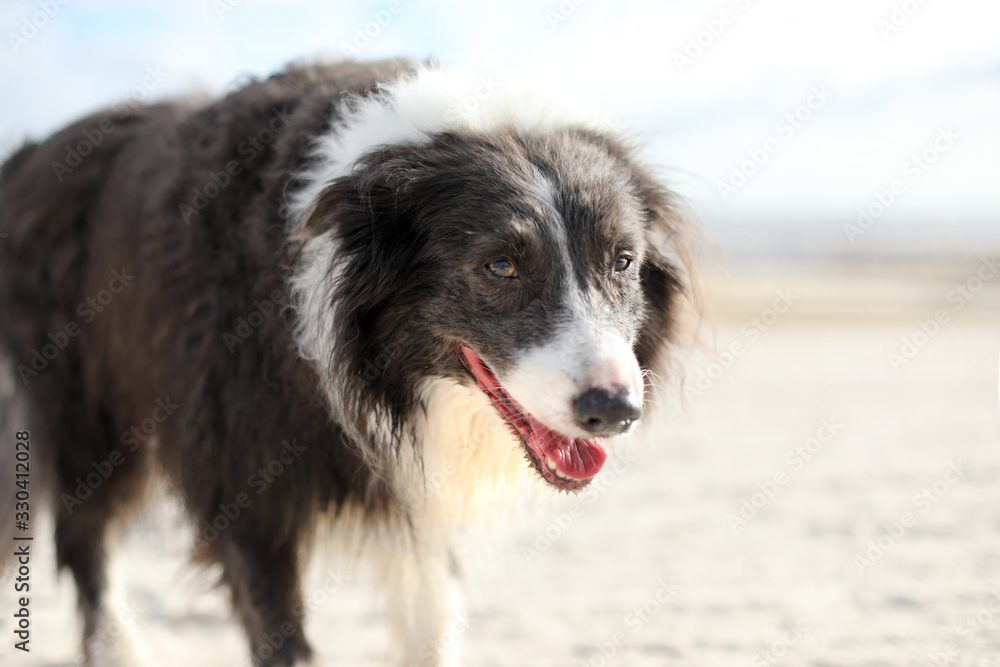 Tired border collie dog panting and walking on the beach looking at the camera. Tired border collie dog panting and walking on the beach looking at the camera.