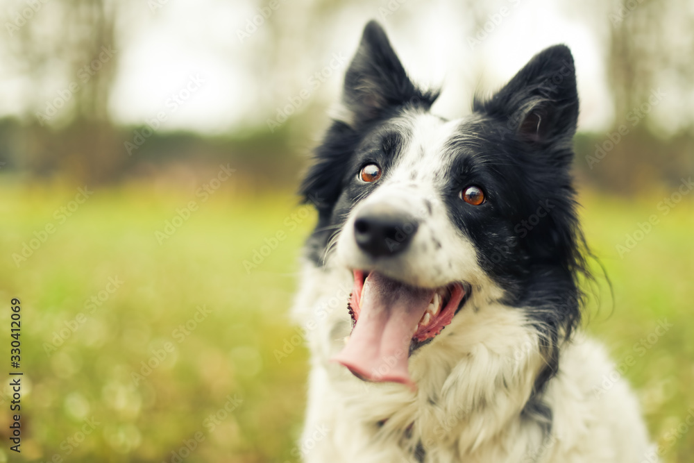 Black and white border collie dog panting and looking at the camera