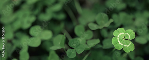 Fotografie, Tablou Good luck four leaf clover standing out from a field of clovers