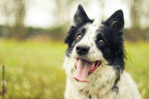 Black and white border collie dog panting and looking at the camera