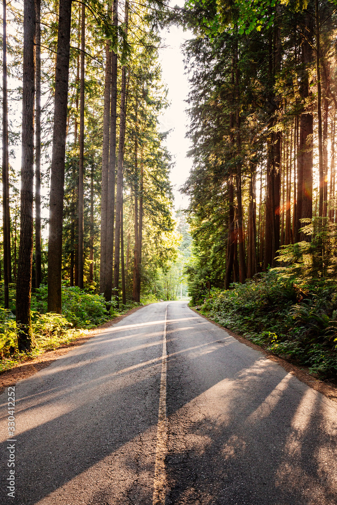 Rural mountain forest road - sun peeking through trees Rural mountain forest road - sun peeking through trees
