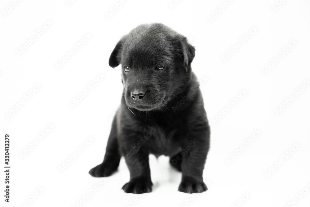 Cute dog, black puppy on white background. Cute dog, black puppy on white background.