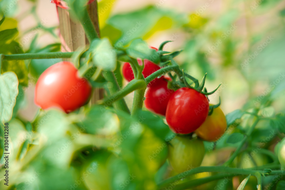 Big tomato from nature. Sweet Tomato fresh for healthy. Big tomato from nature. Sweet Tomato fresh for healthy.