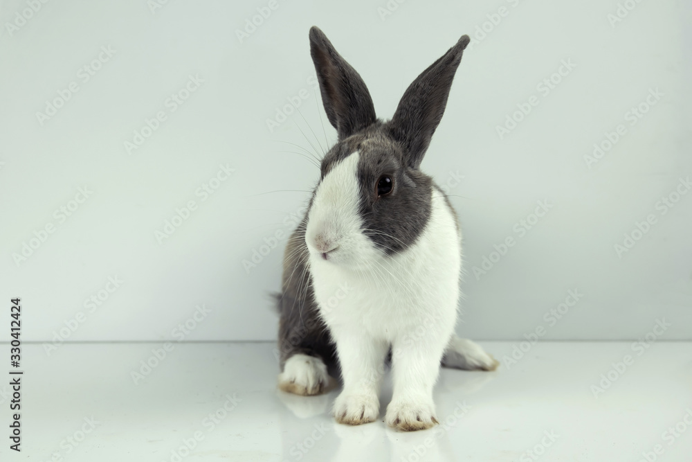 Obraz premium The rabbit sit on white table background. Easter day