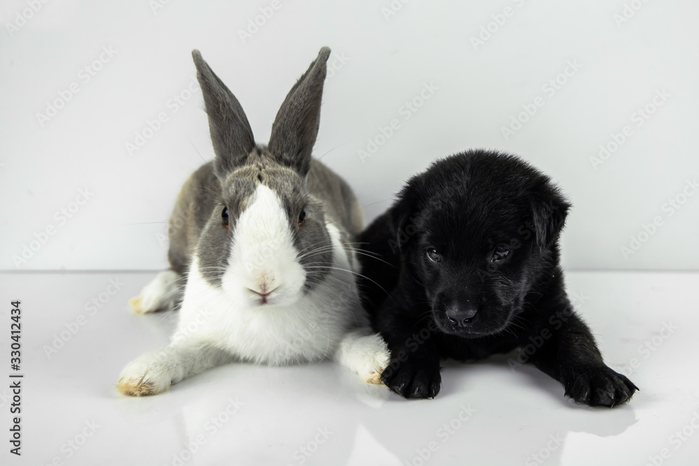 rabbit and dog sit on white table background. Easter day