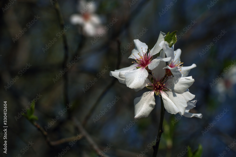 Close up of plum spring blossoms on tree branch Close up of plum spring blossoms on tree branch