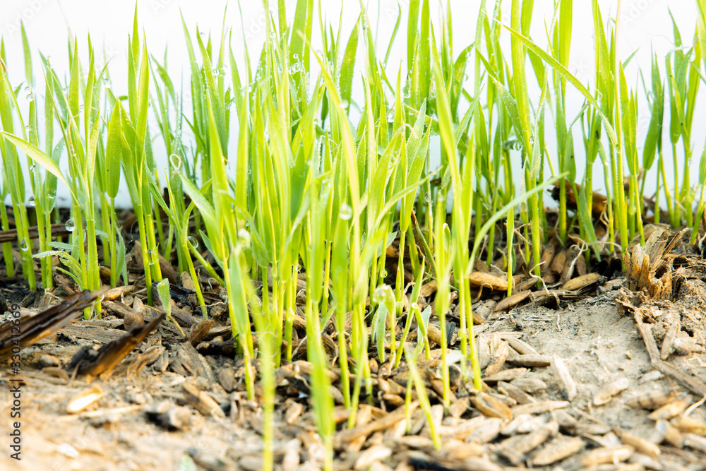 Obraz premium Green Grass on white background