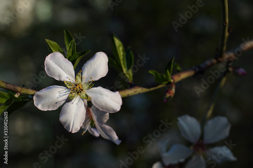 Close up of plum spring blossoms on tree branch