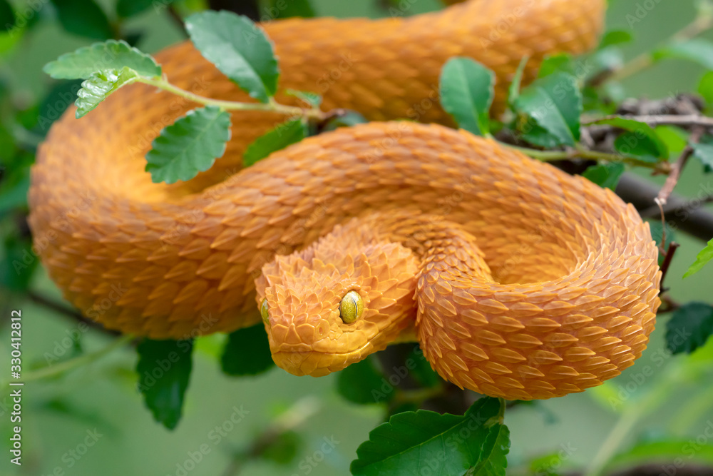 Orange Viper Snake