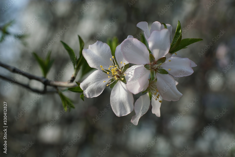Close up of plum spring blossoms on tree branch Close up of plum spring blossoms on tree branch