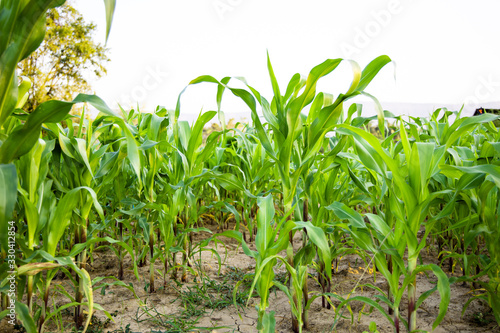 Corn fields from nature background.