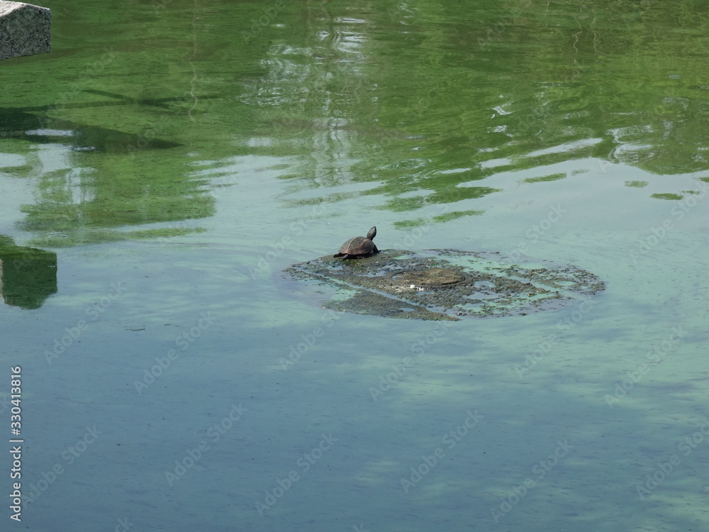 池のカメ