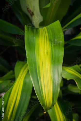 green leaf