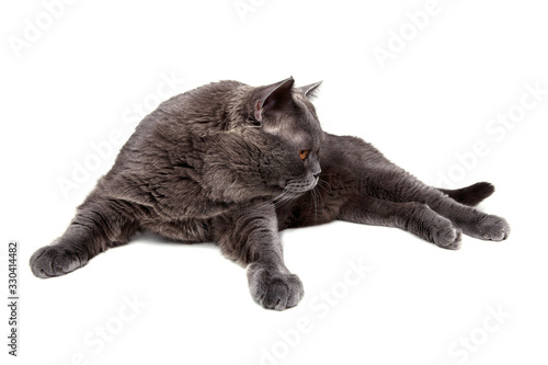Foto Lying British cat
