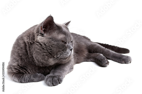 Fotografie Lying British cat
