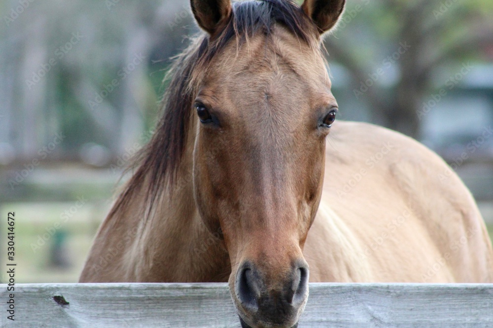 Obraz premium Closeup of Buckskin Horse at Fence