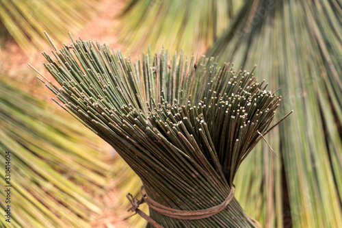 Lepinoria or known in local language as Krajood is a good raw material for local handicraft in South of Thailand