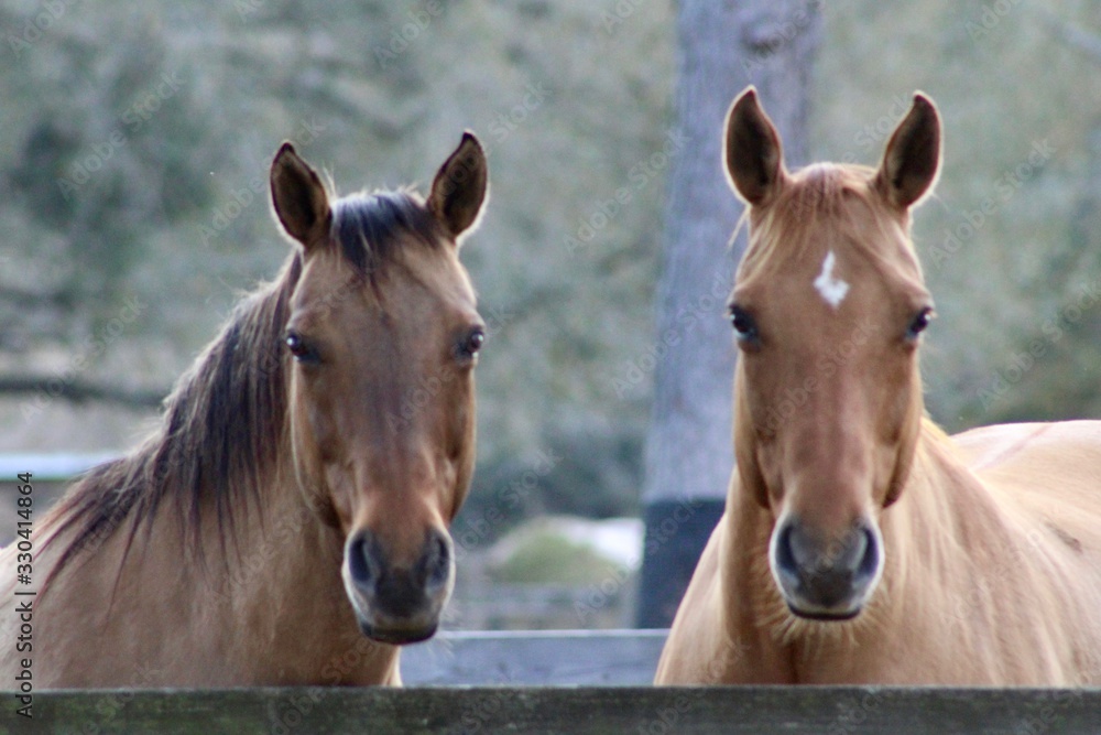 Obraz premium portrait of a two horses
