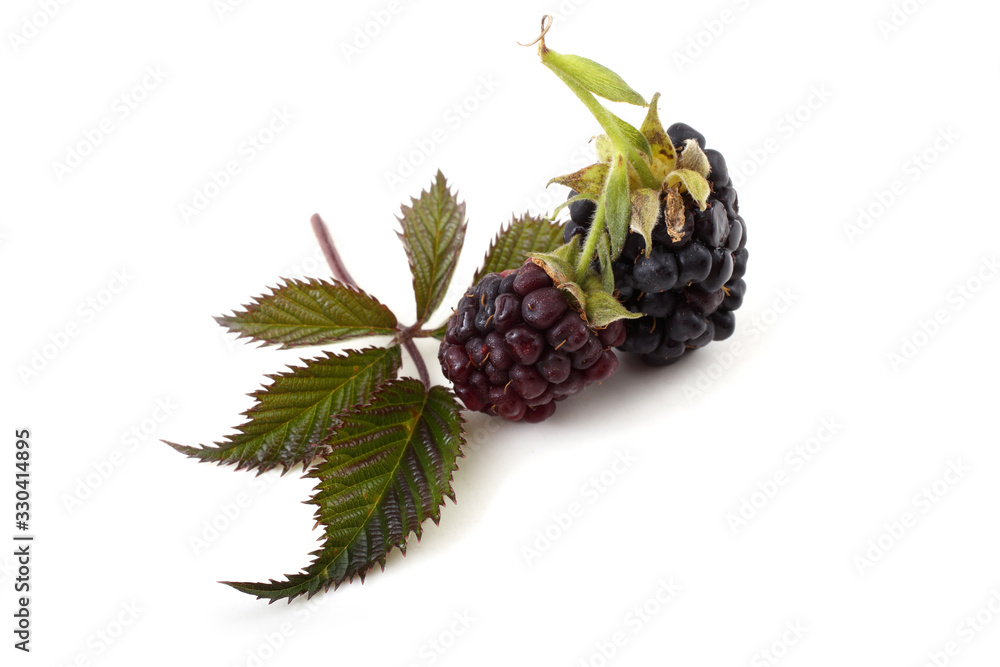Blackberries and leaf Blackberries and leaf
