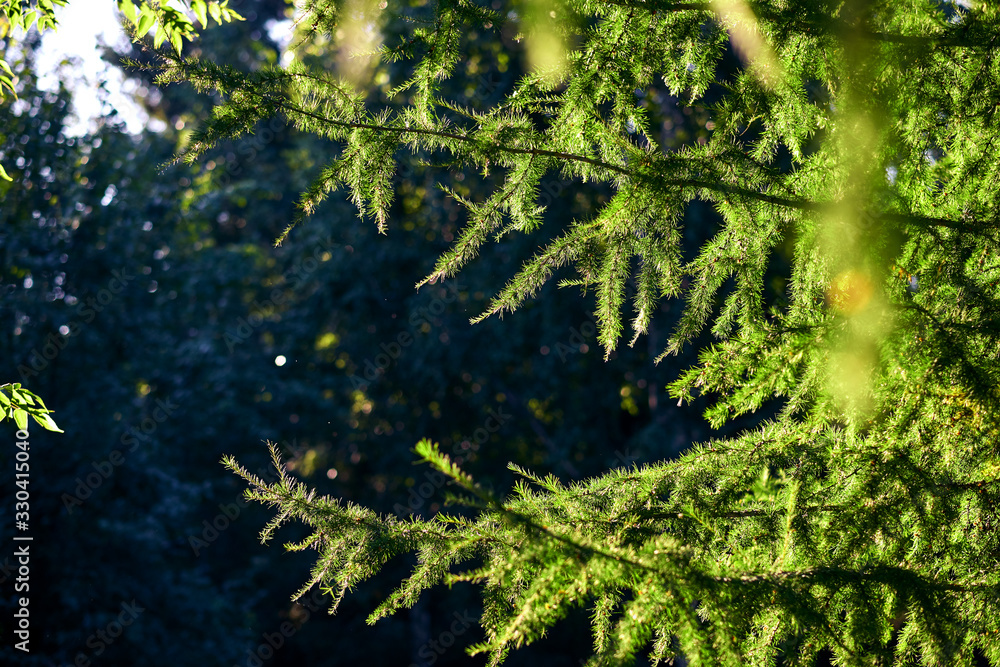 Branch of a coniferous tree fir. Green Background