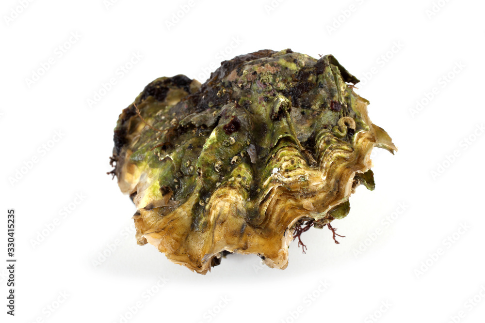 Oyster Oyster