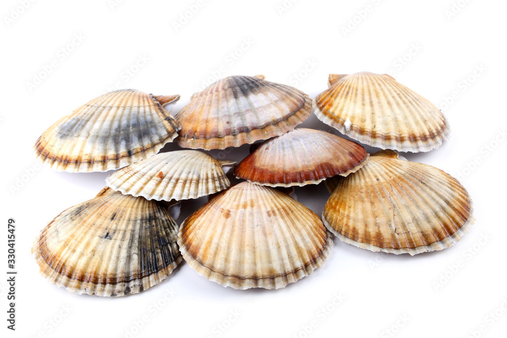Different color scallops