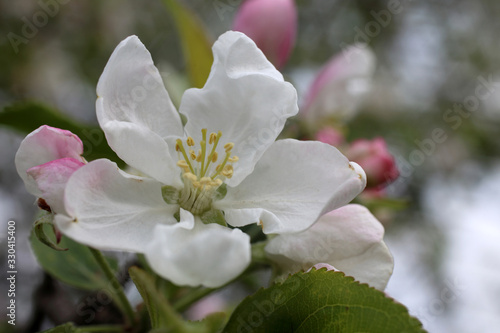 Apple flower and buds